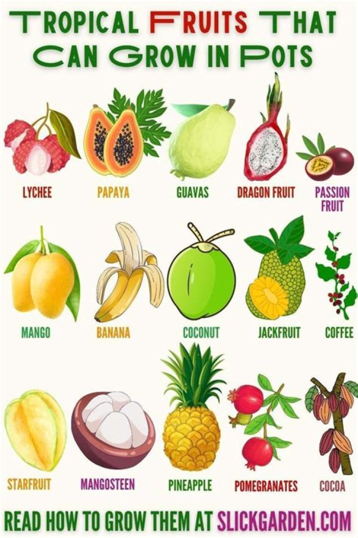 What kind of fruit grows in the Bahamas