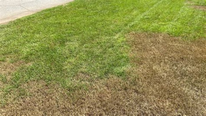 What kind of grass do army worms eat