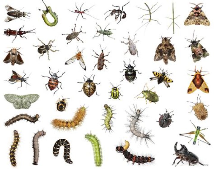 What kind of insects eat aphids