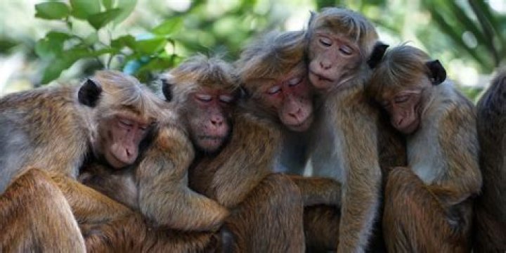 What kind of monkeys are on Monkey Beach