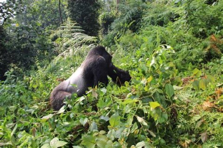 What kind of noise does a gorilla make