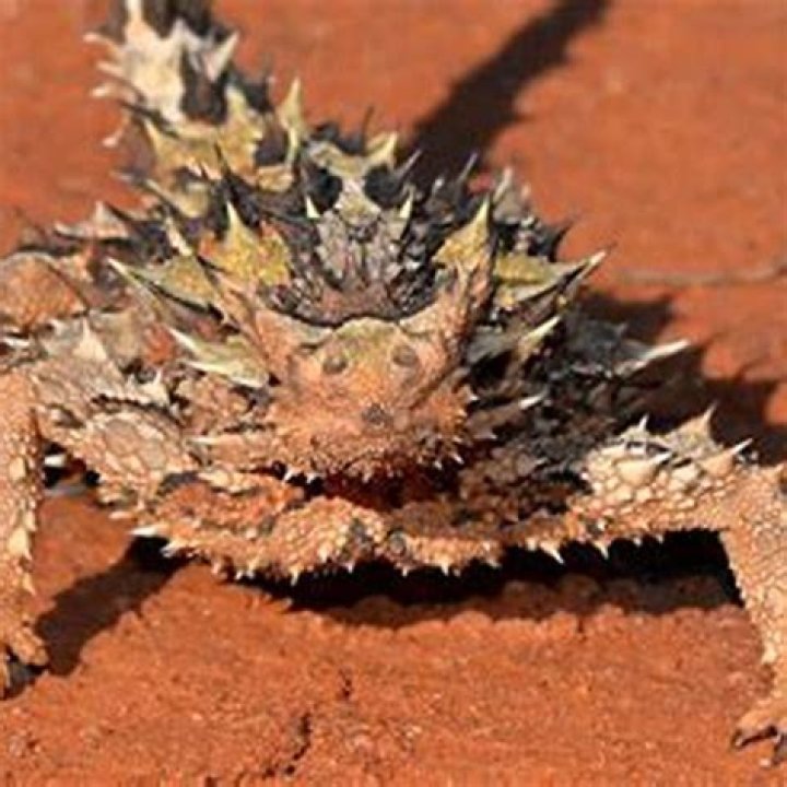 What kind of noise does a lizard make