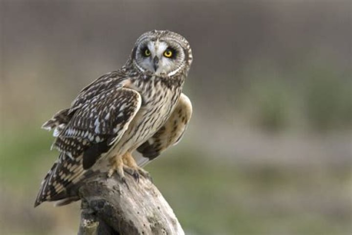 What kind of owls are in Indiana