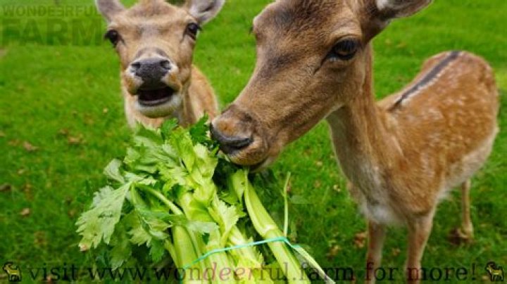 What kind of peas Do deer like