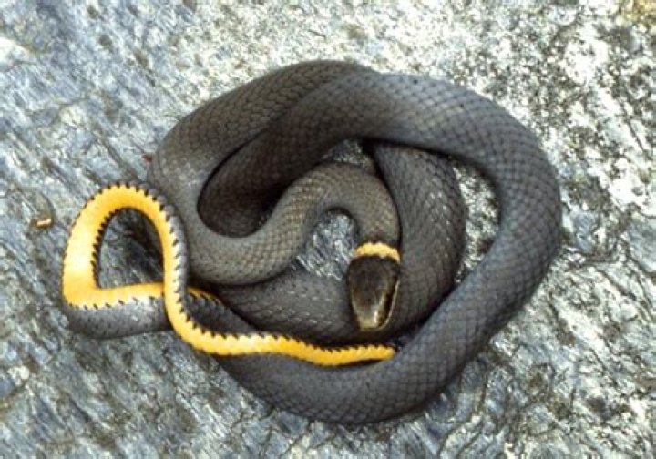 What kind of snake is black with a yellow ring around its neck