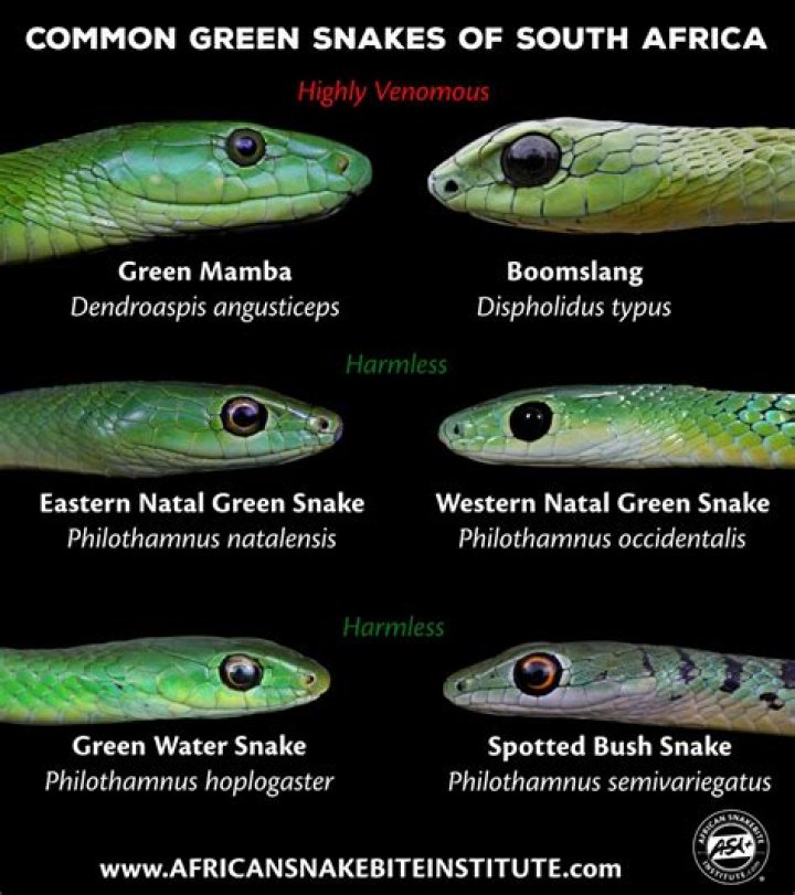 What kind of snakes are in Kamloops BC