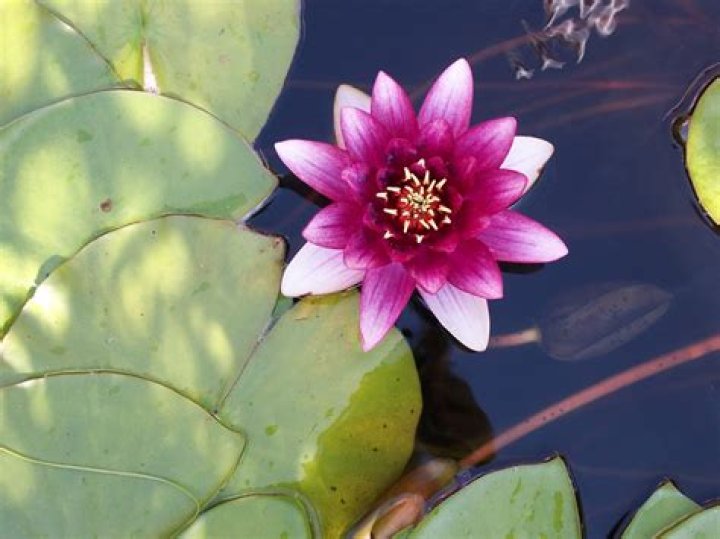 What kind of soil do water lilies like