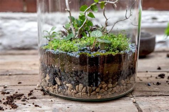 What kind of soil do you use for a terrarium