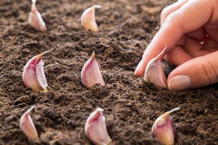 What kind of soil does garlic like