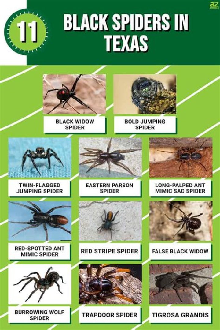 What kind of spiders are in Kansas