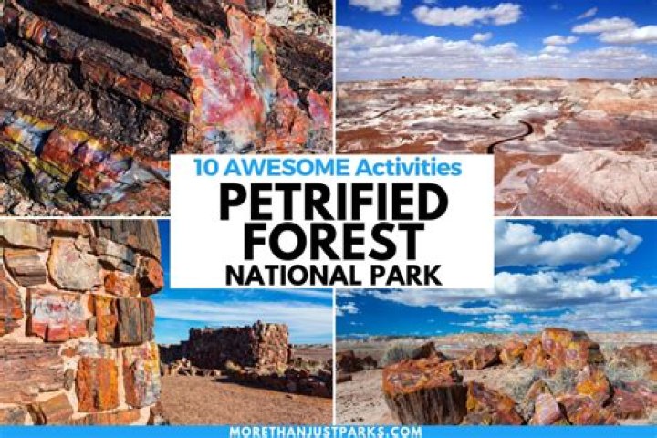 What kind of trees are in the Petrified Forest National park