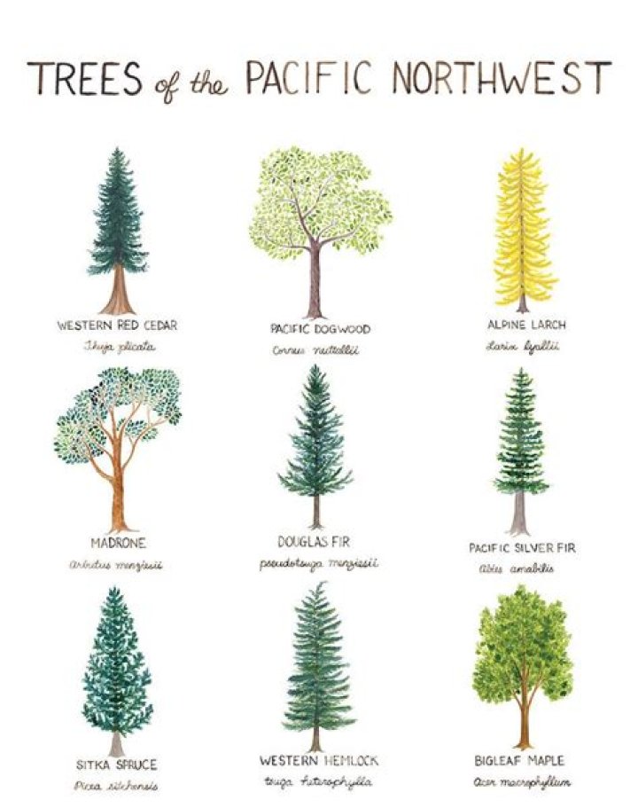 What kind of trees grow in the Pacific Northwest