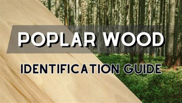 What kind of wood is poplar