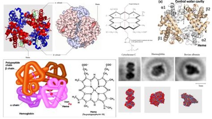 What level of protein structure of the hemoglobin is altered in the sickle cell condition