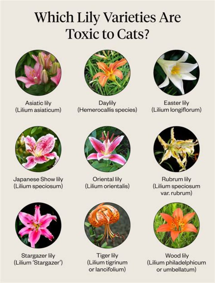 What lilies are not dangerous to cats