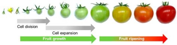 What limits the growth of a cell