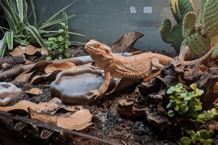 What live plants can I put in my bearded dragon tank
