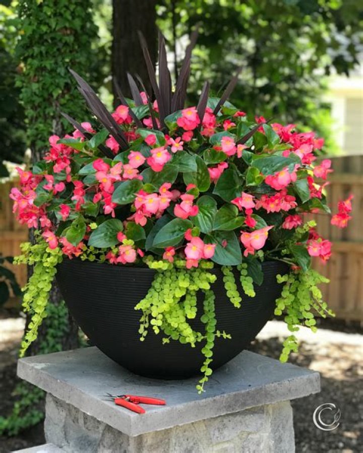 What looks good with begonias