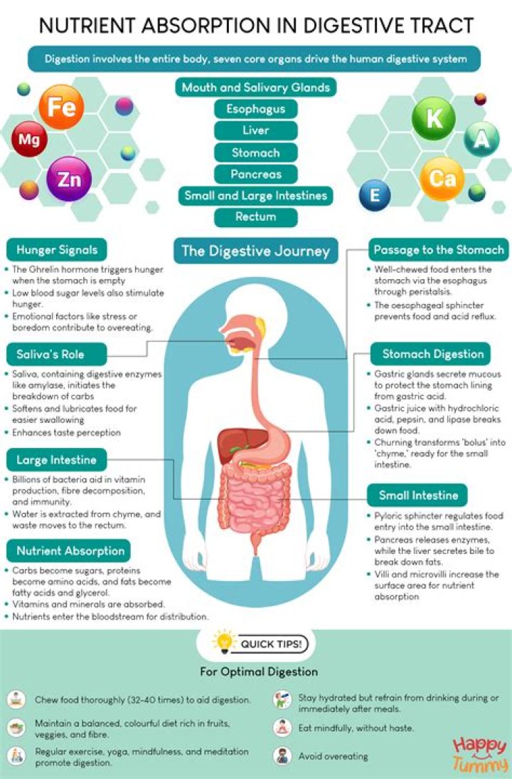 What macronutrients are digested in the stomach