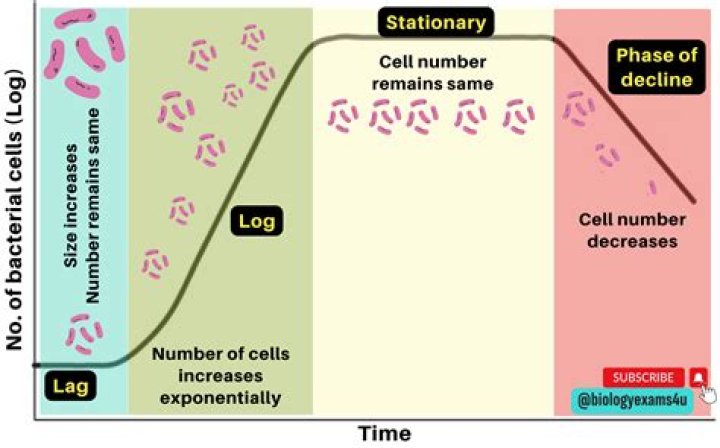 What makes a bacterial cell competent