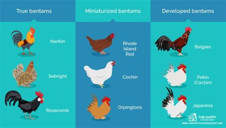 What makes a chicken a bantam