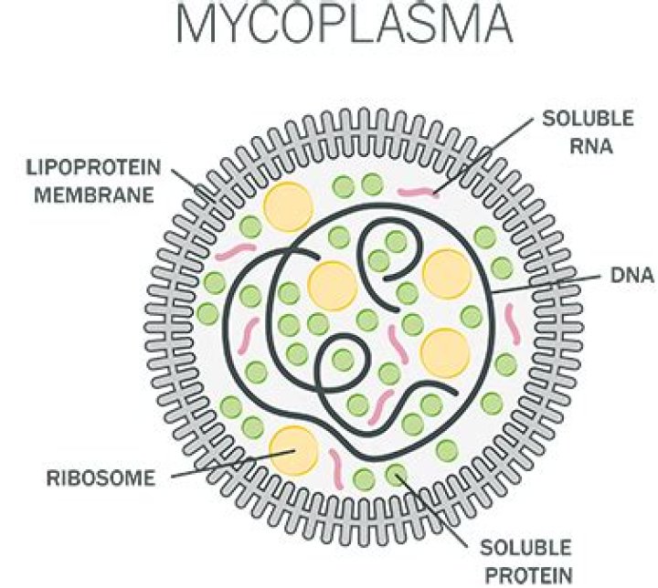 What makes Mycoplasma unique