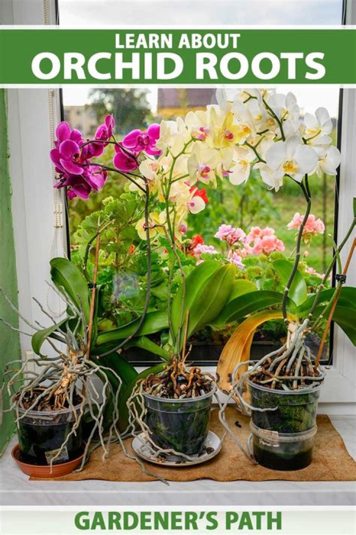What medium do orchids grow in
