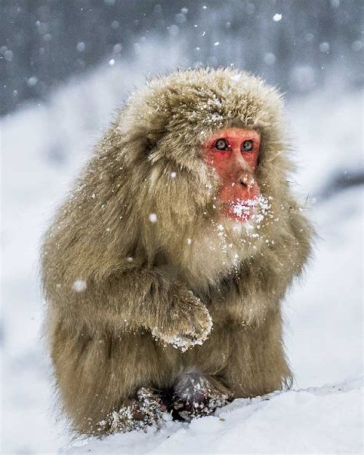 What monkeys live in Japan