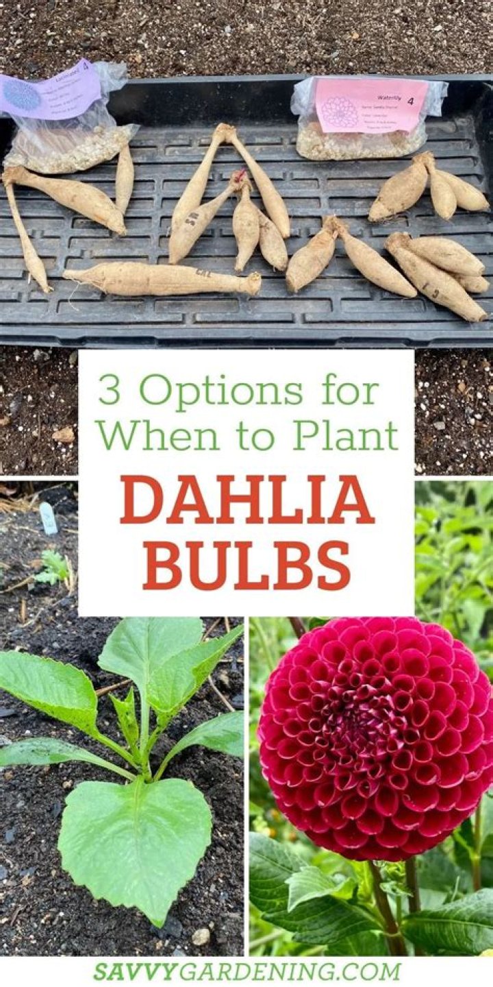 What month do you plant dahlia bulbs