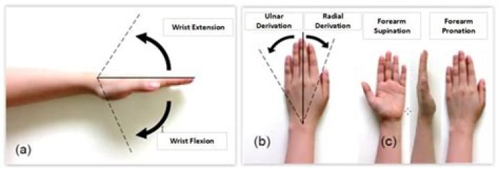 What motion is makeup supination