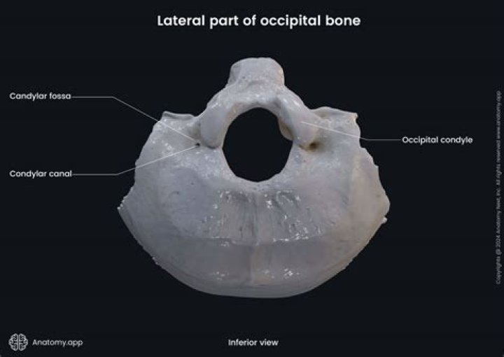 What movement does the shape of the occipital condyles allow