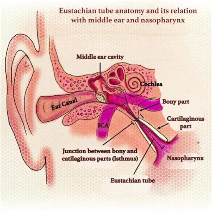 What muscle opens the Eustachian tube