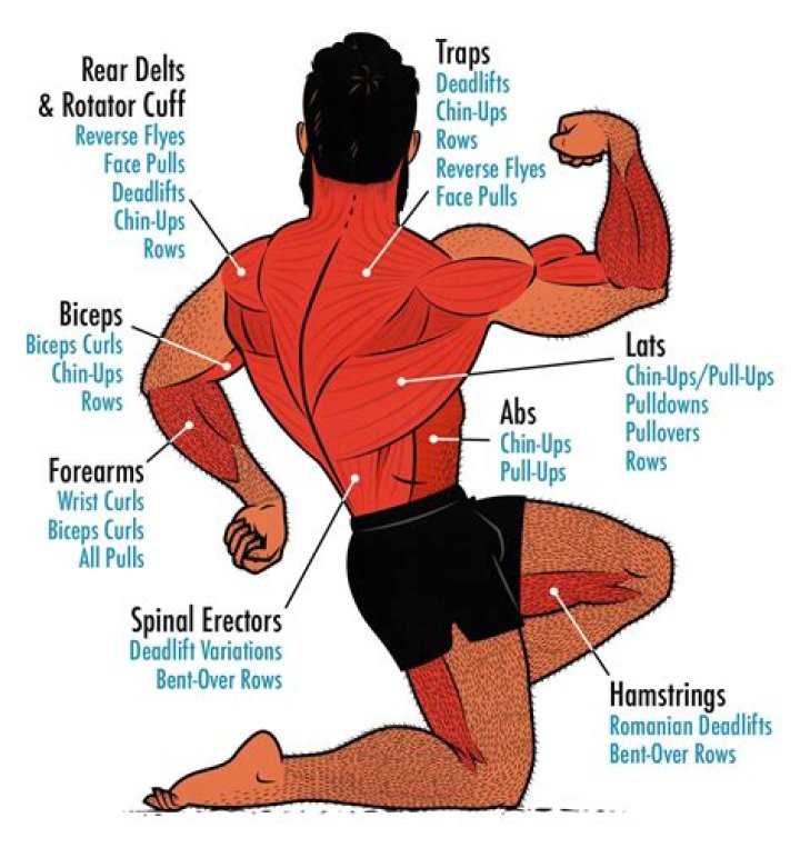 What muscles are in the head
