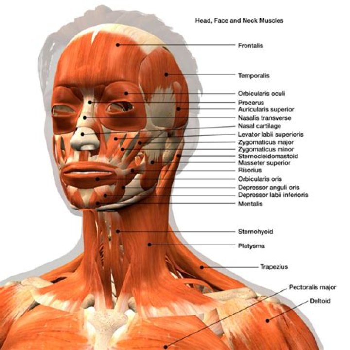 What muscles are innervated by the glossopharyngeal nerve