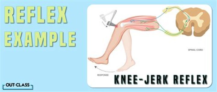 What nerve is involved in the knee jerk reflex