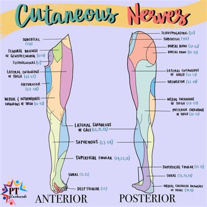 What nerves are in the legs