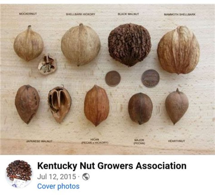 What nuts grow in Michigan