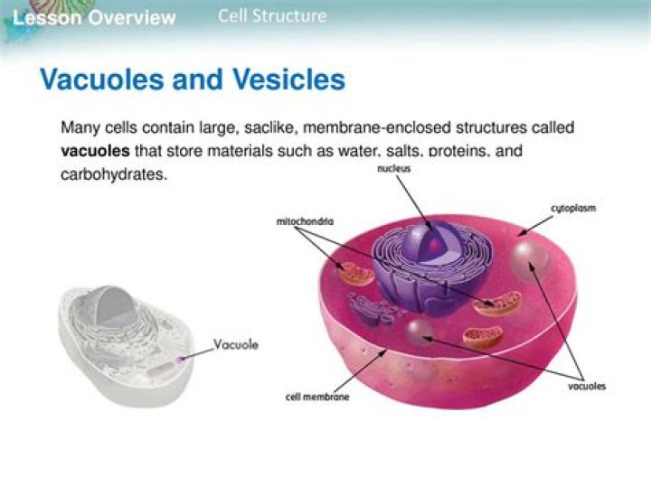 What organelle does the vacuole work with