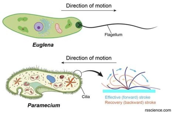 What organism uses flagella to move