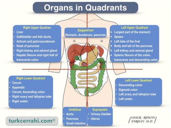 What organs are found only in the upper left quadrant