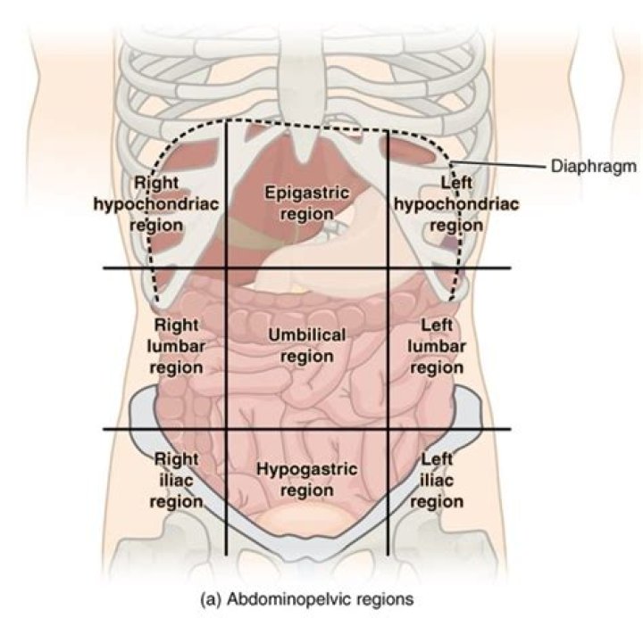 What organs are in the epigastric region