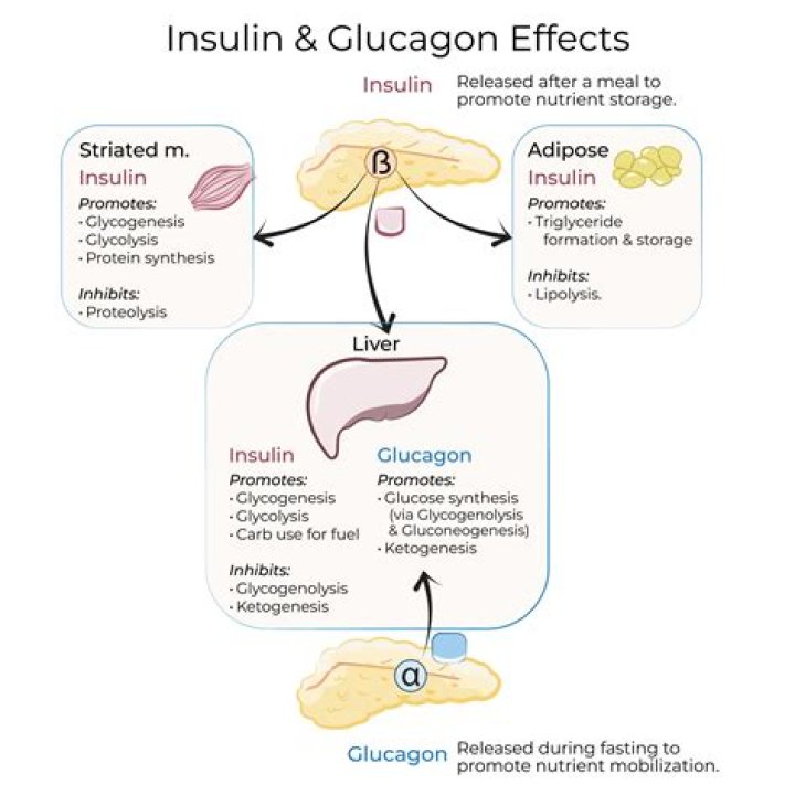 What organs does glucagon affect
