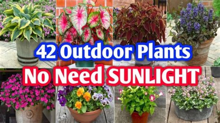 What outdoor plants do not need sunlight
