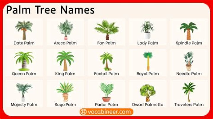 What palms grow in Melbourne