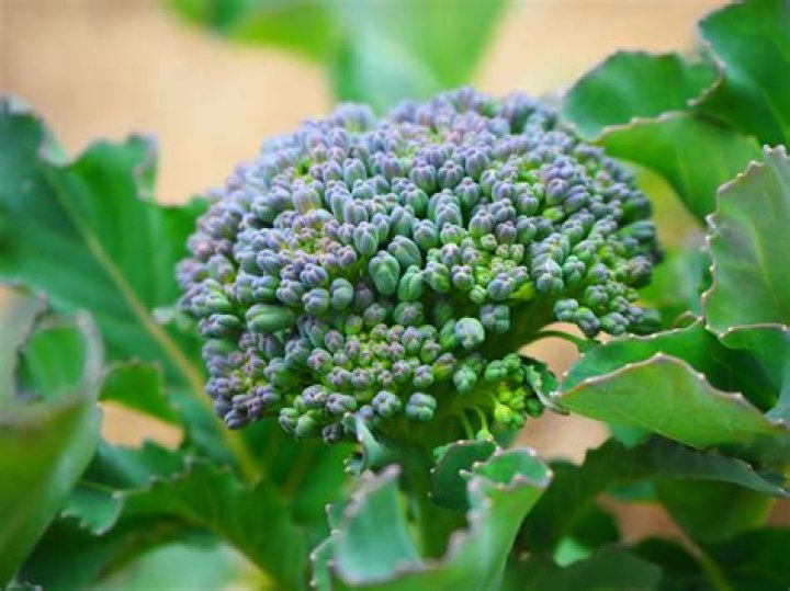 What part of broccoli has the most fiber