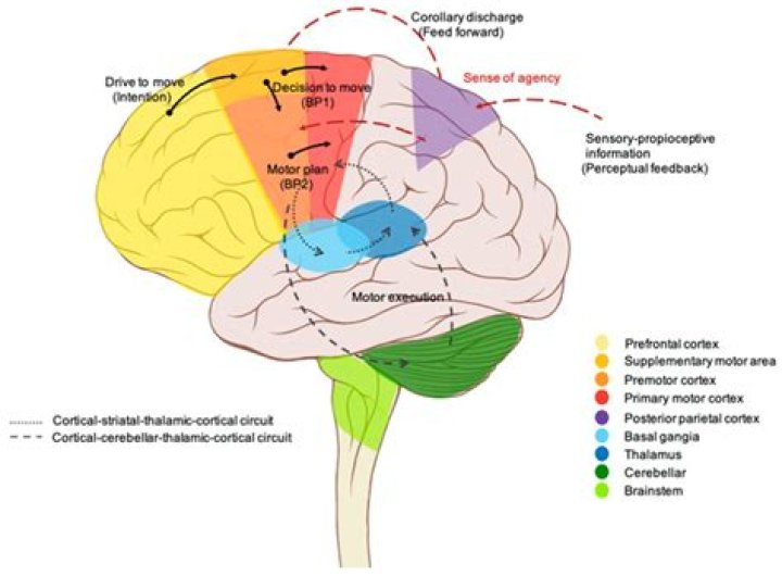 What part of the brain plays a role in controlling slow wave sleep