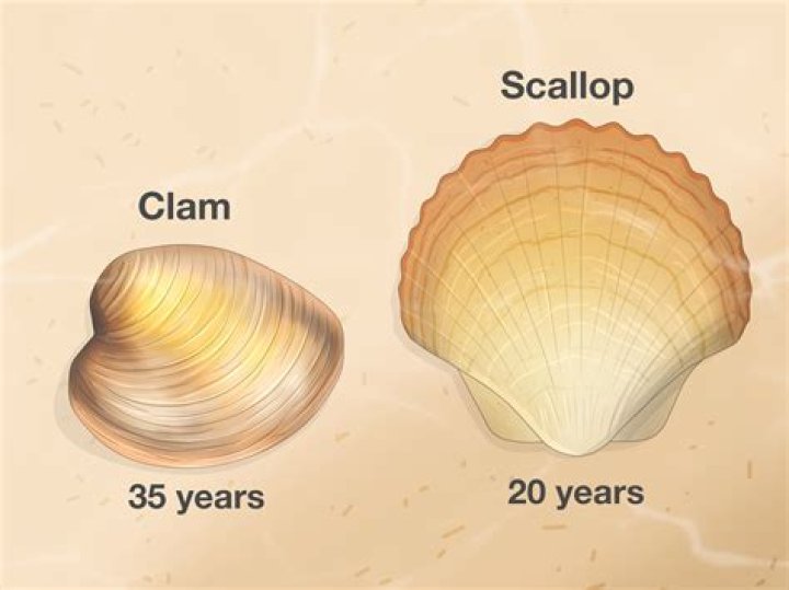 What part of the clam is edible
