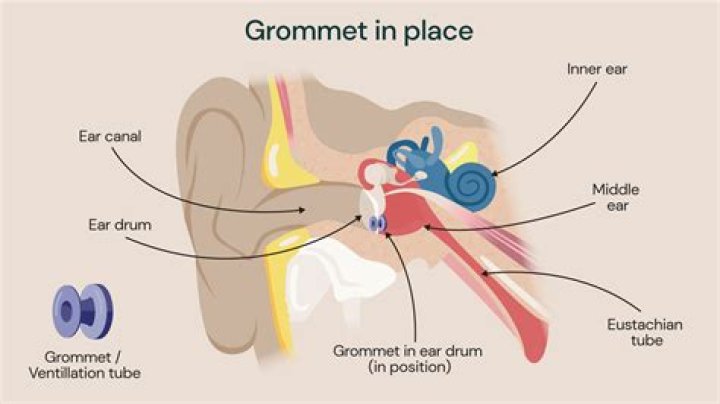 What part of the ear has the eardrum