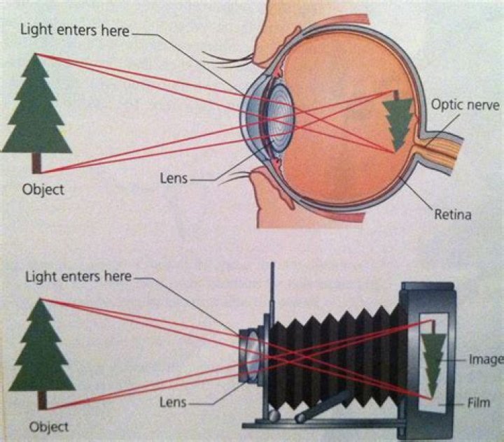 What parts of the eye are similar to a camera