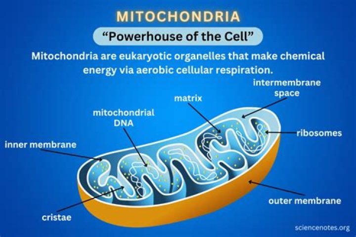 What pathways occur in the mitochondria